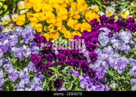 Pansies viola scuro e chiaro e giallo brillante piantati insieme in un giardino che si affaccia su un closeup luminoso e soleggiato giorno in primavera Foto Stock