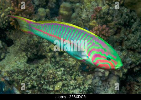 Thalassoma rueppellii, Thalassoma klunzingeri, klunzinger's wrasse, Regenbogen-Lippfisch, maschio, Männchen Foto Stock