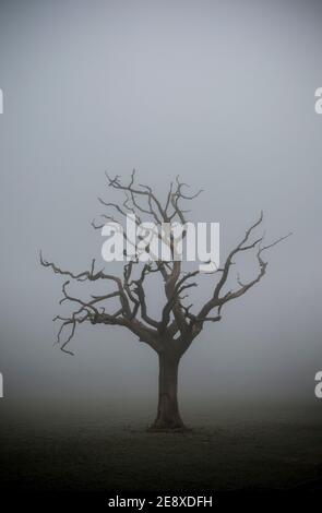 Un albero di quercia morto in un giorno freddo e nebbia all'inizio di gennaio. North Dorset Inghilterra Regno Unito GB Foto Stock