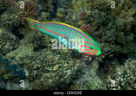 Thalassoma rueppellii, Thalassoma klunzingeri, klunzinger's wrasse, Regenbogen-Lippfisch, maschio, Männchen Foto Stock