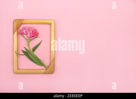 Bella tulipano rosa in una cornice di legno su una cartolina rosa sfondo. Tulipano di Terry Merletto di Borgogna con bordi frangiati dei petali. Primavera un Foto Stock