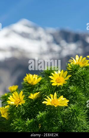 Occhio fagiano (Adonis vernalis). Vallese, Svizzera Foto Stock