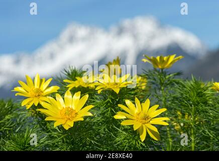 Occhio fagiano (Adonis vernalis). Vallese, Svizzera Foto Stock