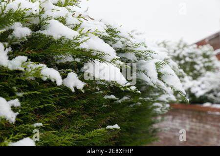 primo piano di sempreverde abete albero hedgerow in inverno coperto in neve dopo una tempesta di neve pesante in inverno Foto Stock