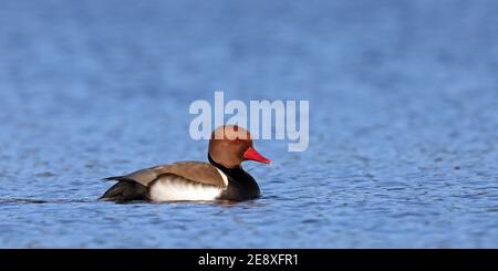 Piscina maschile pochard a crested rossa Foto Stock