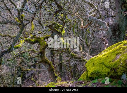 Alberi intrecciati che crescono in fitti boschi con roccia ricoperta di muschio in primo piano. Foto Stock