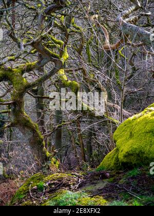 Alberi intrecciati che crescono in fitti boschi con roccia ricoperta di muschio in primo piano. Foto Stock