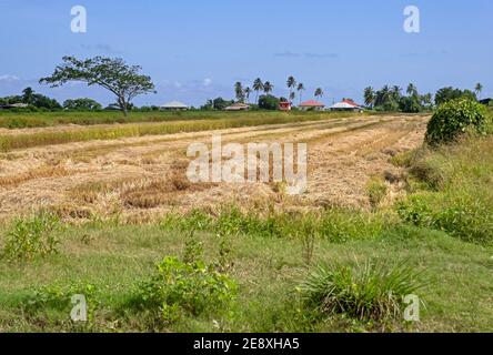 Erba falciata in prato vicino Nieuw Nickerie, Nickerie District, Suriname / Suriname Foto Stock