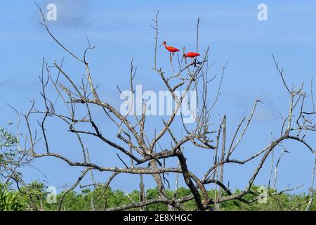 Due stibes scarlatto (Eudocimus ruber) arroccati in albero morto nella Riserva Naturale di Bigi Pan a Nieuw Nickerie, Suriname / Suriname Foto Stock