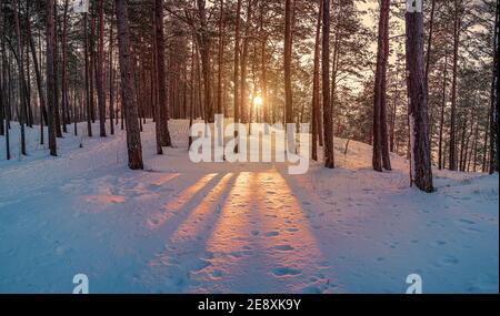 Tramonto nella foresta innevata invernale. Tramonto colorato nella foresta di conifere con alberi di pino. Paesaggio invernale. Foto Stock