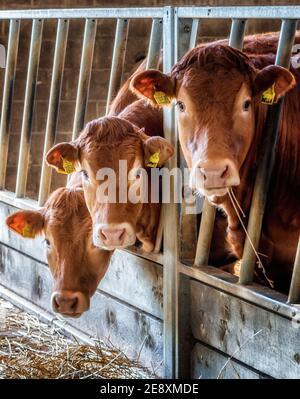 Tre vacche allevate Limousin in un granaio Foto Stock