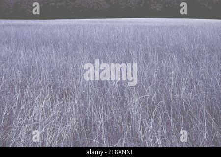 Un campo surreale di erba alta blu a Trent Country Park, Londra, Regno Unito Foto Stock