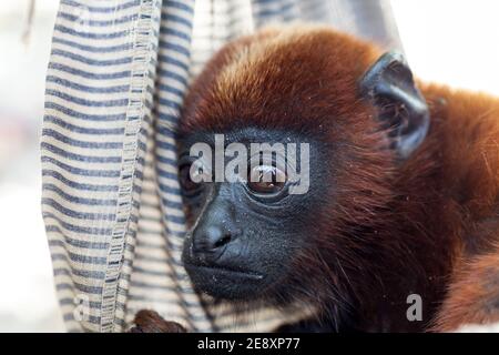 Primo piano di una faccia di scimmia del bambino, Alouatta, in un centro tropicale di conservazione degli animali in Amazzonia, Brasile. Concetto di ecologia, ambiente, biodiversità Foto Stock