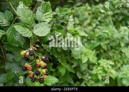 Bacche nere su cespuglio in primo piano dopo la pioggia matura e acini freschi non maturi. Bagnare le nettle pungenti sullo sfondo Foto Stock