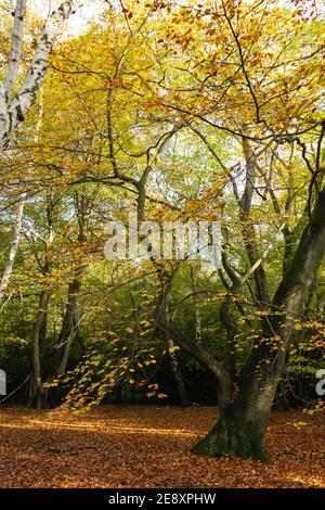 Albero di betulla in autunno con il sole bellissimo rosso dorato e foglie di arance sul pavimento della foresta e scorze l'albero di betulla verticale Foto Stock