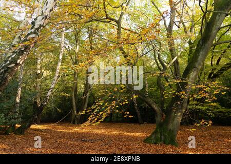 Albero di betulla in autunno con il sole bellissimo rosso dorato e foglie di arance sul pavimento della foresta e scorze l'albero di betulla orizzontale Foto Stock