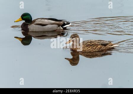 Drake e Hen Mallard Ducks sul fiume Almond, West Lothian, Scozia, Regno Unito. Foto Stock