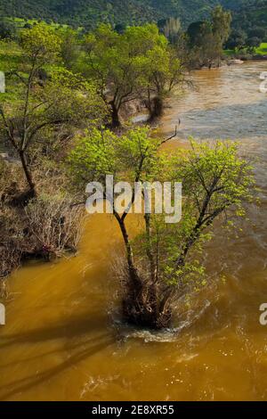 Primavera en el Río Jándula, Parque Natural Sierra de Andújar, Jaen, Andalucía, España Foto Stock