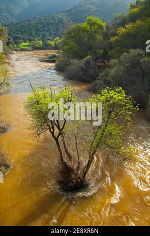 Primavera en el Río Jándula, Parque Natural Sierra de Andújar, Jaen, Andalucía, España Foto Stock