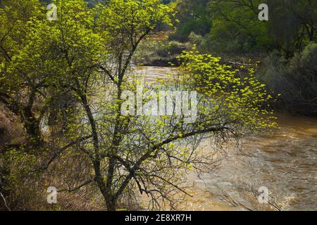 Primavera en el Río Jándula, Parque Natural Sierra de Andújar, Jaen, Andalucía, España Foto Stock