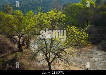 Primavera en el Río Jándula, Parque Natural Sierra de Andújar, Jaen, Andalucía, España Foto Stock