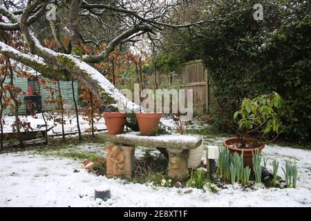 Scenario di neve paesaggio di congelato paese inglese Giardino d'inverno con Sedile di pietra panca sotto l'albero di mela e pentole di pianta Primavera bulbi che coltivano erba prato Foto Stock