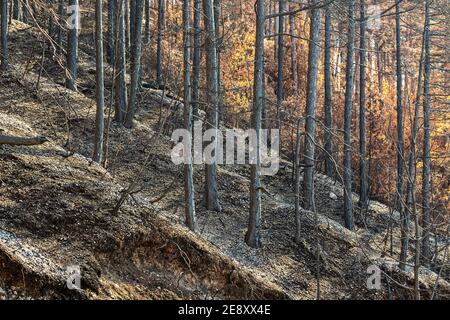 Pineta nera dopo il passaggio di un incendio Foto Stock