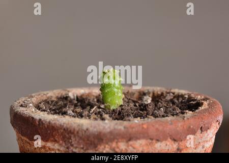 Primo piano di un anno di cactus Echinocactus Grusonii in una pentola di terracotta e sfondo grigio. Concetto botanico Foto Stock