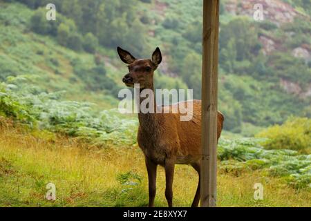 Cervi intorno a Eagle Brae in Scozia Foto Stock