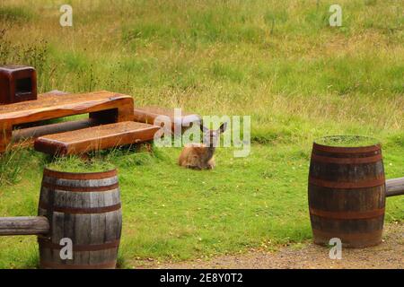 Cervi intorno a Eagle Brae in Scozia Foto Stock