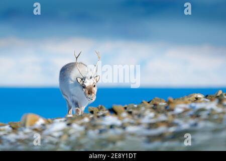 Fauna artica. Inverno a Svalbard. Renna selvaggia, tarandus di Rangifer, con le antlers voluminose nella neve, Svalbard, Norvegia. Scena della fauna selvatica dalla natura. Foto Stock