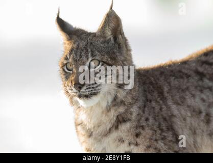 Ritratto bambino lince eurasiatica, un cucciolo di un gatto selvatico nella neve. Bella lince giovane nella natura selvaggia invernale. Cute lynx bambino cammina su un prato in wint Foto Stock