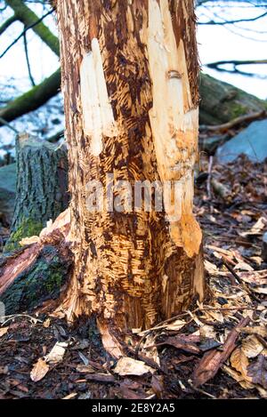 Beaver morso marchi sulla riva del lago Griebnitzsee a Berlino. Foto Stock