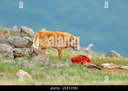 Karakachan, il cane ha avuto origine nei Balcani come un cane guardiano di bestiame di montagna. Cane grande con carcassa di pecora, scheletro sanguinoso con pelliccia. Montagna rocciosa e. Foto Stock