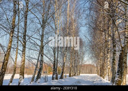 Vicolo di betulla innevato in una giornata di sole d'inverno. Tronchi di alberi illuminati dal sole. Il paesaggio dei villaggi polacchi e Masoviani. Foto Stock