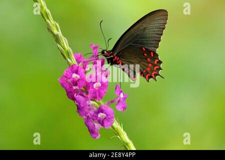 Farfalla seduta su fiore rosa in fiore. Mormon comune, Papilio politi, bella farfalla dal Costa Rica e Panama. Foto Stock