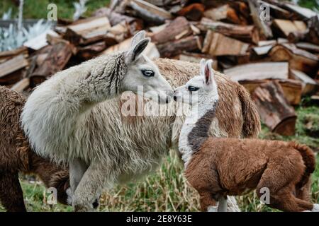 Llamas Alpaca in Andes Mountains, Sud America, Ecuador Foto Stock