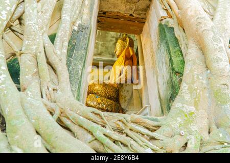 Statua di Buddha e radici dell'albero Foto Stock