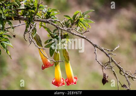 Bogotà, Colombia 16.03.2018. Sulla cima di Monserrate. Flora di Monserrate. Brugmansia sanguinea, la tromba dell'angelo rosso Foto Stock