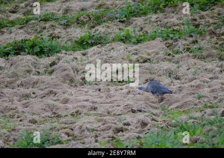 Erone bianco-faced Egretta novaehollandiae alla ricerca di cibo. I Catlins. Otago. Isola Sud. Nuova Zelanda. Foto Stock