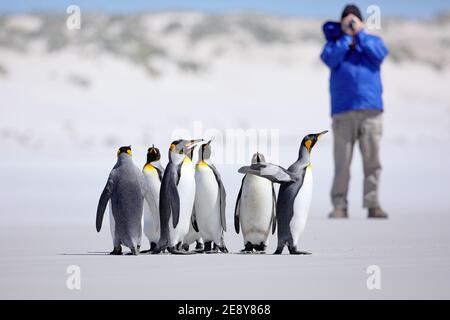Gruppo di sei pinguini re, Atenodytes patagonicus, che va dalla neve bianca al mare nelle Isole Falkland. Scena invernale fredda dall'Antartide. Foto Stock