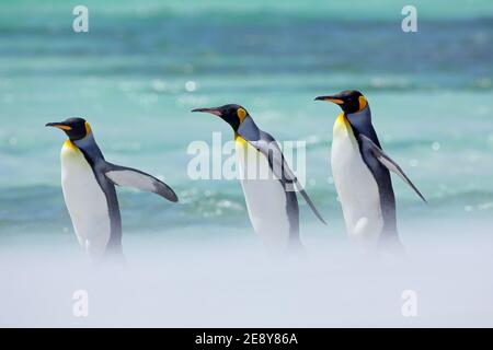 Gruppo di sei pinguini re, Atenodytes patagonicus, che va dalla neve bianca al mare nelle Isole Falkland. Scena invernale fredda dall'Antartide. Foto Stock