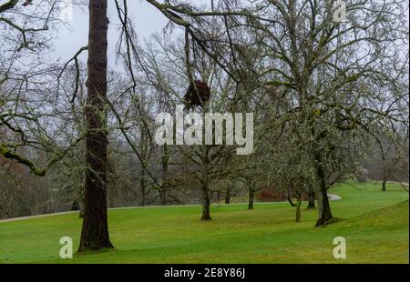 Muschio avvolto vecchi alberi e cespugli in autunno con prato verde erba intorno e nido d'uccello in Turaida Museum Reserve del Parco Nazionale di Gauja, Lettonia. Healt Foto Stock