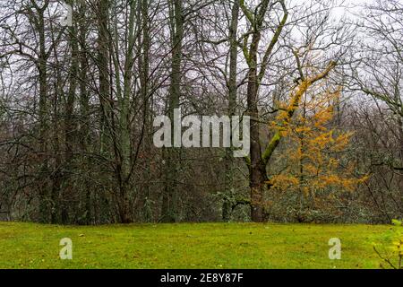 Alberi mussosi in una foresta. Alberi verdi e gialli nella natura selvaggia del Parco Nazionale di Gauja. Ambiente sano concetto di base. Foto Stock