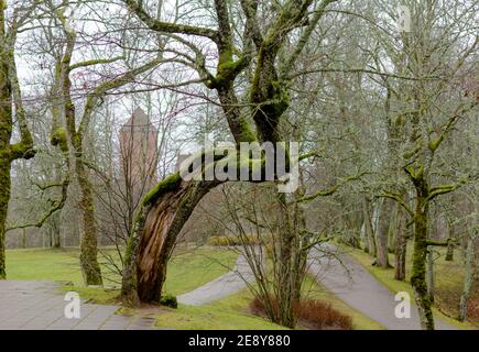 Alberi di mossy Crooked in autunno con prato verde erba intorno e Torre del Castello Turaida sullo sfondo. Riserva del Museo Turaida del Parco Nazionale di Gauja, Foto Stock