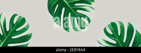 Foglie di monstera Foto Stock