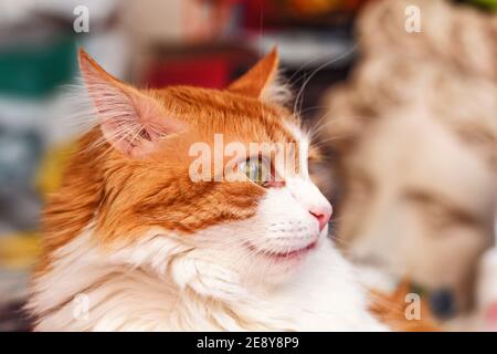 Bel vero gatto rosso adulto leggermente in shock momento sorprendente Foto Stock