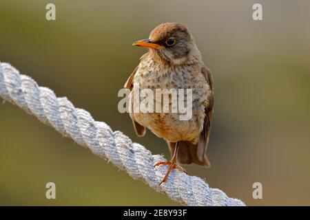 Uccello su corda. Falkland Thrush, Turdus falcklandii falcklandii, brawn Bird withs, animale nell'habitat naturale, stagione di nidificazione, Isole Falkland. Foto Stock