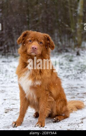 Nova Scotia Duck Tolling Retriver cane seduto nella neve e guardando nella fotocamera. Spazio di copia. Foto Stock