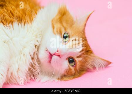 Bel gatto rosso adulto in shock giace su rosa chiaro sfondo Foto Stock